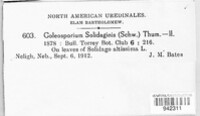 Coleosporium asterum image